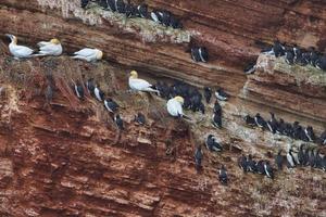 common murre on Heligoland photo