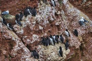 common murre on Heligoland photo