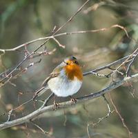 sinle robin in the winter photo