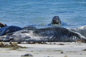 Grey seal on the beach of Heligoland - island Dune photo