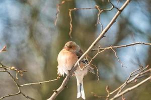 single chaffinch on a tree in the winter photo