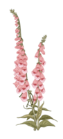 ilustração de flor botânica png