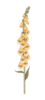 illustration de fleur botanique png