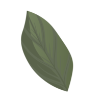 Flower and Leaf Illustration png