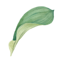 Flower and Leaf Illustration png