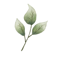 Flower and Leaf Illustration png