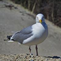 european herring gull on heligoland photo