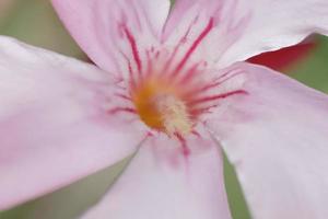 pink Oleander blossom photo