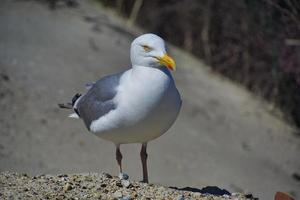 european herring gull on heligoland photo