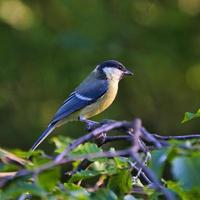 great tit in the tree photo