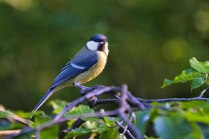 great tit in the tree photo