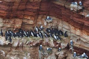 common murre on Heligoland photo