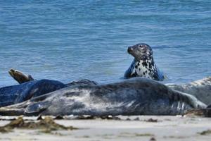 foca gris en la playa de heligoland - duna de la isla foto