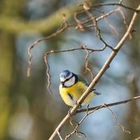 blue tit in  the winter on a tree photo