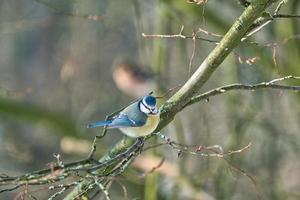 tit azul en el invierno en un árbol foto