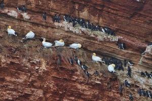 common murre on Heligoland photo
