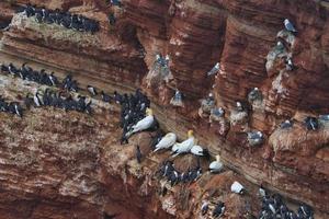 common murre on Heligoland photo