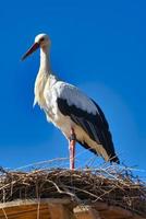 white stork on nest with blue sky photo