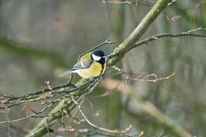 great tit on winter tree photo