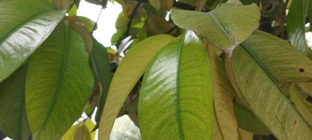 The green leaves give a tree-like feel that suits the use of the background photo