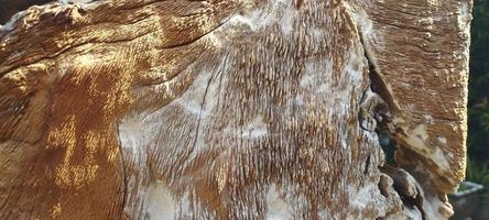 madera de estética natural con vetas de madera en el frente rugoso foto