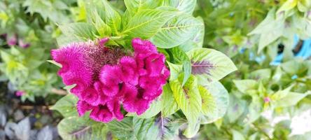 la planta de peine de pollo es rosa y las hojas son verdes foto