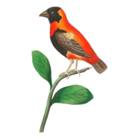 exotische vogelillustration png