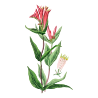 illustration de fleur botanique png