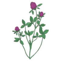 botanische blumenillustration png