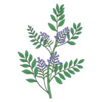 botanisk blomma illustration png