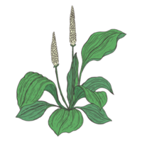 botanische blumenillustration png