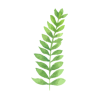 Flower and Leaf Illustration png