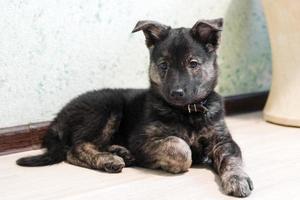 lindo cachorro pequeño de color marrón está sentado en el suelo. foto