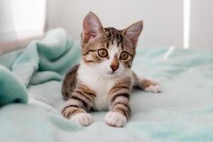 Small white tabby kitten with green eyes is lying on a blue blanket near to window. photo
