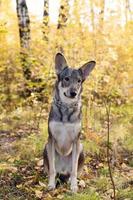 Brown and white short-haired mongrel dog is sitting on autumn grass and leaves during a walk in a park. photo