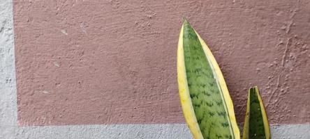 sansivera plant with brick-like background photo