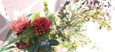 Ixora chinensis, commonly known as Chinese ixora, is a plant species of the genus Ixora photo