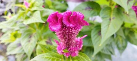 la planta de peine de pollo es rosa y las hojas son verdes foto