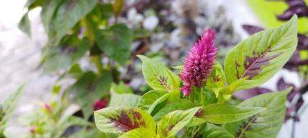 The chicken's comb plant is pink and the leaves are green photo