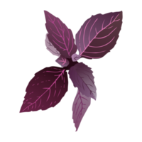 illustration de fleur botanique png