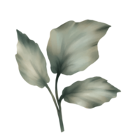 ilustração de flor botânica png