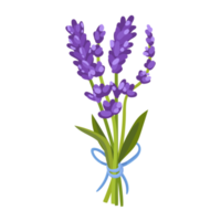 Flower and Leaf Illustration png