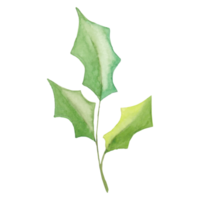 Flower and Leaf Illustration png