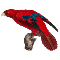 Exotic Bird Illustration png