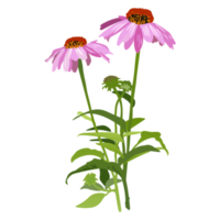 illustration de fleur botanique png