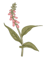 illustration de fleur botanique png