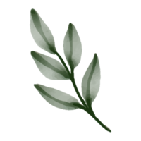 Flower and Leaf Illustration png