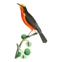 ilustração de pássaros exóticos png