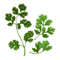 illustration de fleur botanique png