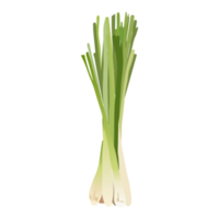 ilustração de flor botânica png